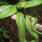 Yellow blotched palm pit viper. This species is classified as Vulnerable on the IUCN Red List of Threatened Species and is therefore considered to be facing a high risk of extinction in the wild.