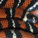 False coral snake. It is considered to be the snake that most resembles the original ancestral snake form, note the lizardlike skull.