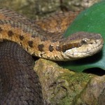 Godman’s mountain viper