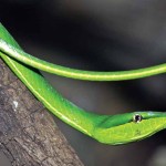 Green vine snake. Also known as the flatbread snake, it is very slender, with a long delicate tail, and grows to a length of 59-79 inches.