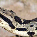 Jumping viper. Known by locals as “ el terrible” the jumping viper, upon being disturbed, jumps up to a meter in the air and as it jumps, it bites!