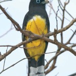 Bird of Blue Eyes (Thor Janson)