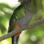 Trogons of Central America (thor janson)