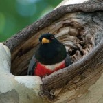 This trogon is taking advantage of a natural tree feature to create a nest. (Thor Janson)