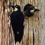 Black cheeked woodpecker