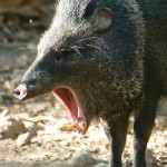 Collared peccary