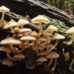 Mushrooms in a tree