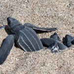 Turtles in the Sand