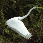 Egret