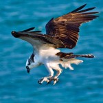 Eagle in the Caribbean