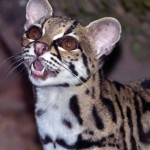 Ocelote