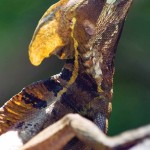 Striped basilisk lizard