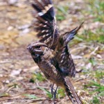 Whippoorwill