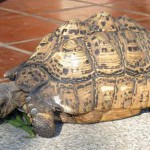 tortoise eating