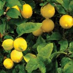 Yellow lemons on tree