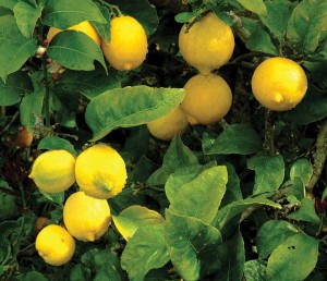 Yellow lemons on tree