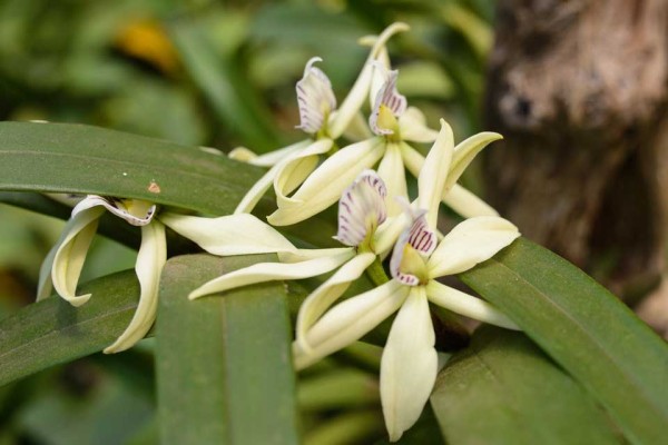 from the Asociación de Orquideología La Antigua Guatemala