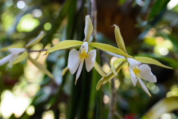 Asociación de Orquideología La Antigua Guatemala