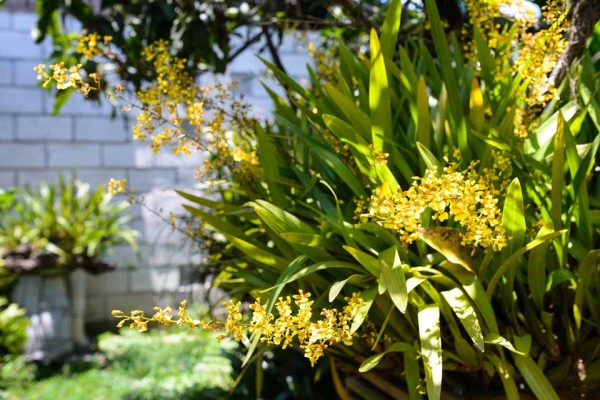 Asociación de Orquideología La Antigua Guatemala