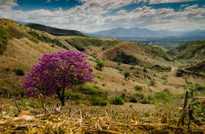 1st Place: “Coming into Chiquimula” by Carlos Villegas Prize: Q300 certificate to El Sereno, La Antigua