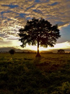 1st Place: “Ceiba en el atardecer de oriente” by David Pérez Prize: Q250 Brunch at La Peña de Sol Latino.