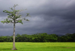 Honorable Mention: “Árbol de El Estor a Río Dulce” by Jorge Batz