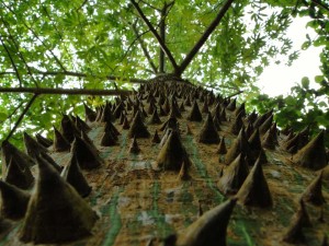 2n Place: “La gran Ceiba bebé” by Juliana Skaggs Nanne Prize: Carved Jade Pencil Holder from Jades Xibalbá