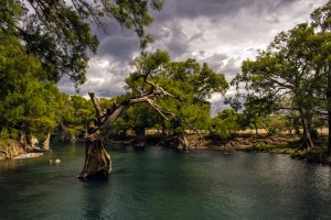 Honorable Mention: “Oh Majestuoso árbol del Río Lagartero” by May Ramírez
