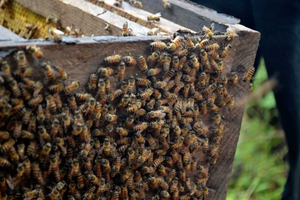 Bees on the hive