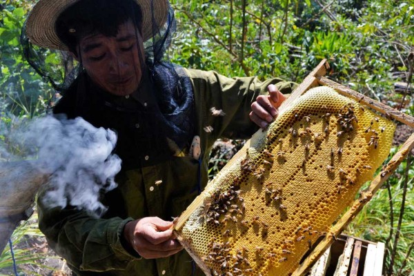 Beekeeper Genaro Cuj inspects the frames