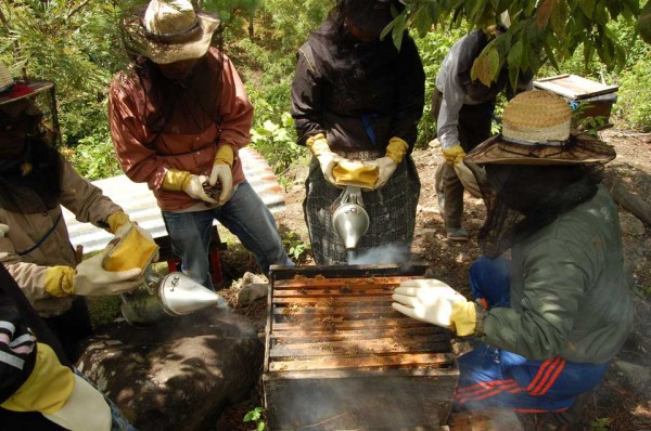 Inspecting the hives