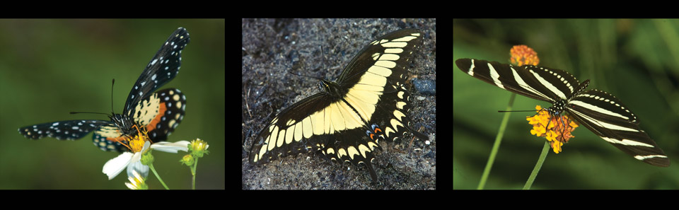 Butterflies_background2