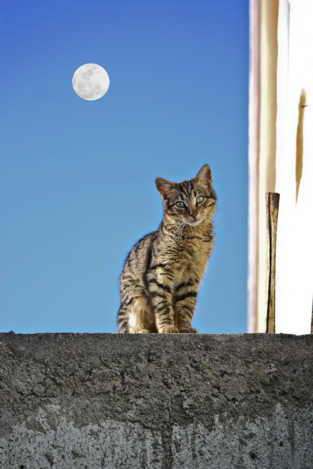 2nd Place: “Gato y la luna” by Marixa Sánchez Sagastume Prize: Q300 certificate to El Sereno, La Antigua