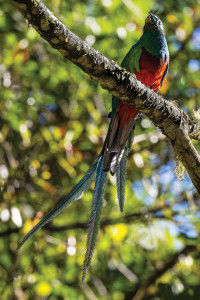 Holger Tobuschat - El bello Quetzal