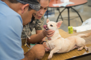Comfort Pup: A U.S. Army veterinary technician works with a Guatemalan vet to prepare a dog for surgery. (U.S. Navy photo by mass communication specialist seaman Deven Leigh Ellis)