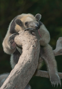 Hormiguero Tamandua