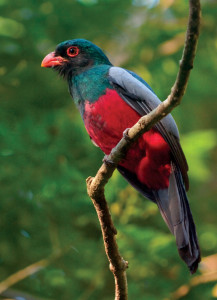 Slaty Tayled Trogon