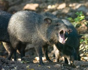 Collared peccary, the most dangerous animal in the jungle