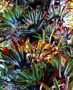 Bromeliads