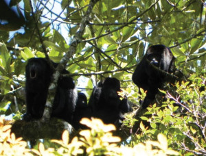 Howler monkeys