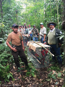 Carrying the macaws to the release site