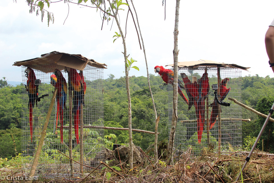 Macaws getting used to their new surroundings. photo by crista lara