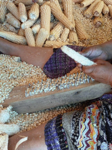 The process of degranulation, the bare cobs are used for animal feed and cooking fires.