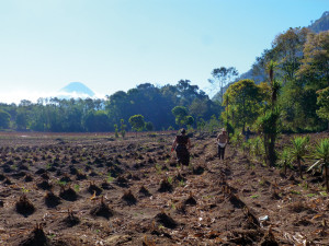 “Here we plant so that three stalks of maize will grow together and give more stability to the plants and a higher yield.”