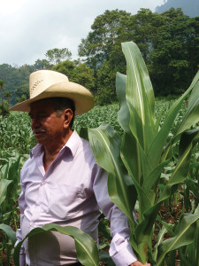 As we walked through the field Chema selected tousled ears and handed them to his two eager granddaughters