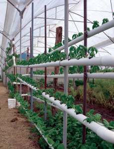 Hydroponic system using PVC