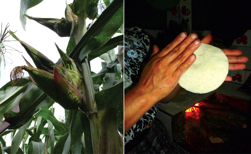 "For a season I followed Chema Gonzalez and his family through the life cycle of maize."