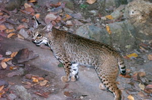 Bobcat Guatemala
