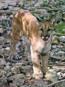 Mountain Lion Guatemala