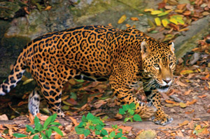 Jaguar Guatemala